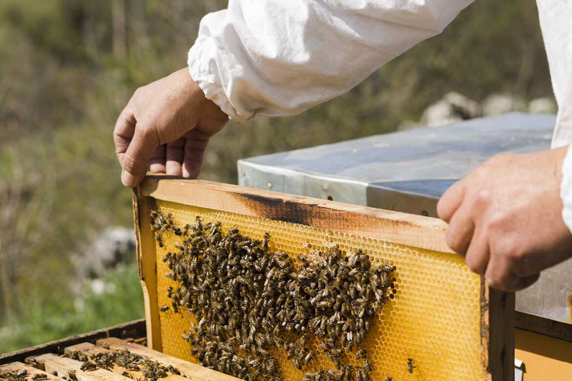 Actualité-déclaration-ruches-apiculteurs